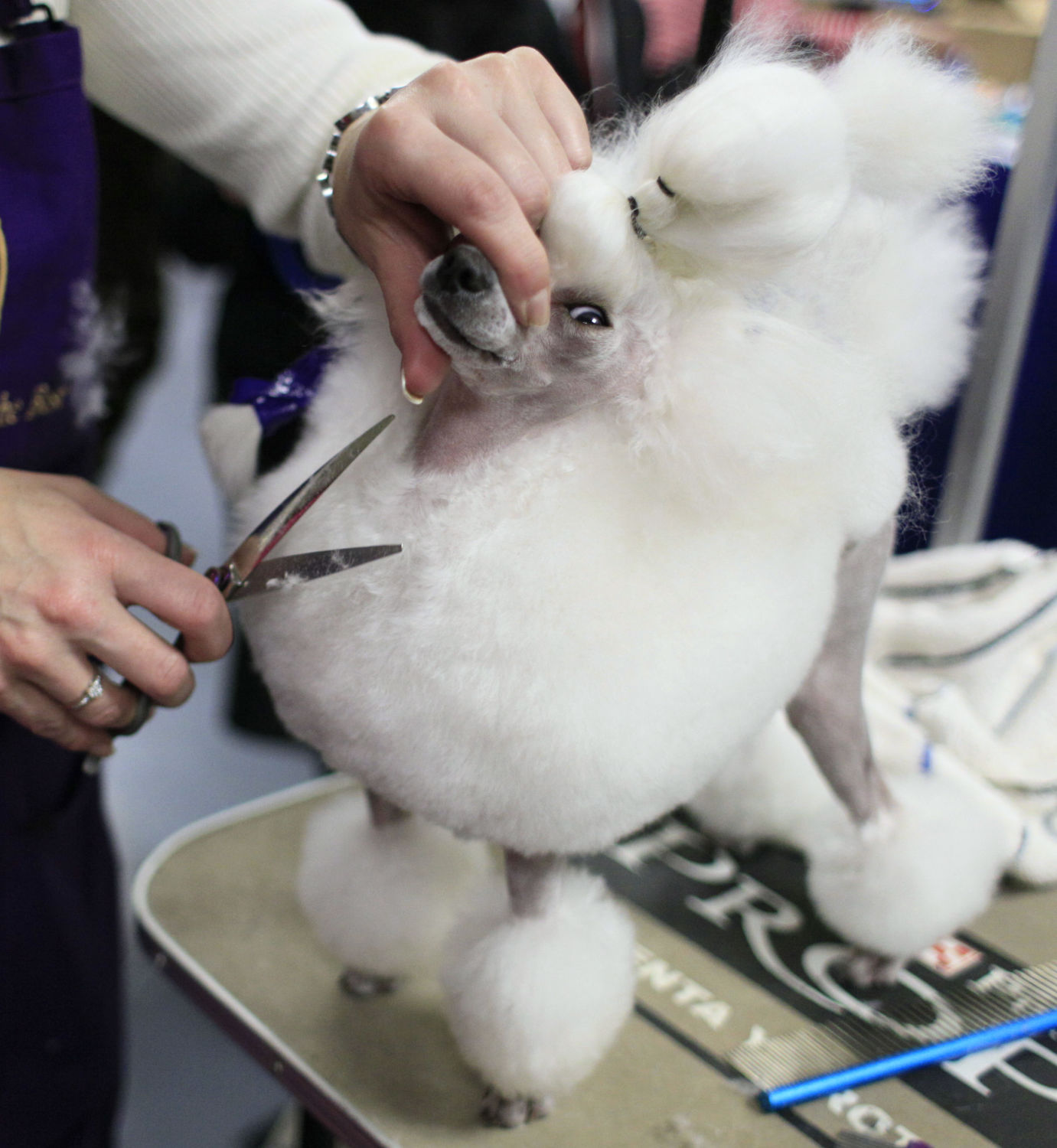 APTOPIX Westminster Dog Show